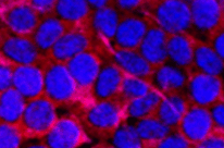 image processing pic2